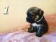 Mixed Puppies for sale in Sacramento, CA, USA. price: $250