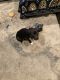 Mixed Puppies for sale in Glendale Heights, IL, USA. price: NA