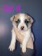 Mixed Puppies for sale in Rocky Mount, NC, USA. price: $100