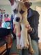 Mixed Puppies for sale in Bay City, MI, USA. price: NA