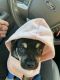 Mixed Puppies for sale in Summerlin, Las Vegas, NV, USA. price: NA