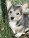 Mixed Puppies for sale in Spokane Valley, WA, USA. price: $900