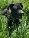 Mixed Puppies for sale in Bremen, GA, USA. price: NA