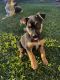 Mixed Puppies for sale in Elk Grove, CA, USA. price: $1