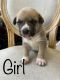 Mixed Puppies for sale in Lancaster, CA, USA. price: NA