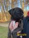 Mixed Puppies for sale in Massillon, OH, USA. price: NA