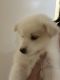 Mixed Puppies for sale in Rochester Hills, MI, USA. price: NA