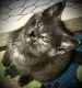 Mixed Cats for sale in Ingalls Park, IL, USA. price: $125