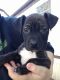 Mixed Puppies for sale in Massillon, OH, USA. price: NA