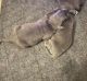 Mixed Puppies for sale in Columbus, OH, USA. price: $800