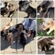 Mixed Puppies for sale in Fairfield, CA, USA. price: NA