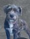 Mixed Puppies for sale in Hudson Valley, NY, USA. price: NA