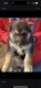 Mixed Puppies for sale in Crossville, TN, USA. price: $600