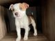 Mixed Puppies for sale in Norco, CA, USA. price: NA