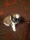 Mixed Puppies for sale in Celina, TX 75009, USA. price: $500