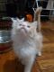 Mixed Cats for sale in 219 Sullivan Pl, Brooklyn, NY 11225, USA. price: $350