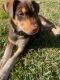 Mixed Puppies for sale in Florence, SC, USA. price: NA