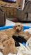 Mixed Puppies for sale in Palm Beach, FL, USA. price: NA