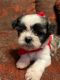 Mixed Puppies for sale in Celina, TX 75009, USA. price: $700