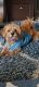 Mixed Puppies for sale in Center Line, MI, USA. price: NA