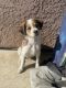 Mixed Puppies for sale in Bakersfield, CA, USA. price: $50