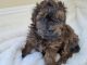 Mixed Puppies for sale in Henderson, NV, USA. price: $1,800