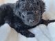 Mixed Puppies for sale in Henderson, NV, USA. price: $1,000