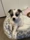Mixed Puppies for sale in Charlotte, NC 28216, USA. price: $850