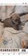 Mixed Puppies for sale in Angleton, TX 77515, USA. price: NA