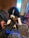 Mixed Puppies for sale in Glendale, AZ, USA. price: NA