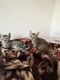 Mixed Cats for sale in Udaipur, Rajasthan, India. price: NA