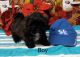 Mixed Puppies for sale in Monticello, KY 42633, USA. price: NA