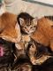 Mixed Cats for sale in Milford, NH 03055, USA. price: $300