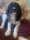 Mixed Puppies for sale in LITTLE PLYMTH, VA 23091, USA. price: NA