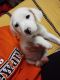 Mixed Puppies for sale in Beaverton, OR 97007, USA. price: $350
