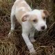Mixed Puppies for sale in Birmingham, AL, USA. price: $800