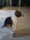 Mixed Puppies for sale in Westminster, CA, USA. price: NA