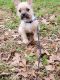 Mixed Puppies for sale in Austell, GA, USA. price: NA