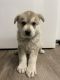 Mixed Puppies for sale in Baldwin Park, CA 91706, USA. price: NA