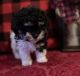 Mixed Puppies for sale in UT-85, West Valley City, UT, USA. price: NA