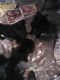 Mixed Puppies for sale in St Francis, MN, USA. price: NA