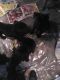 Mixed Puppies for sale in St Francis, MN, USA. price: $175