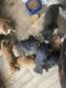 Mixed Puppies for sale in Grayson, KY 41143, USA. price: NA
