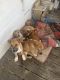 Mixed Puppies for sale in Andalusia, AL, USA. price: NA