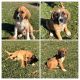 Mixed Puppies for sale in Hampstead, MD 21074, USA. price: NA