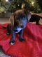Mixed Puppies for sale in Burleson, TX, USA. price: NA