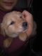 Mixed Puppies for sale in Winlock, WA 98596, USA. price: $150