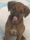 Mixed Puppies for sale in Mission, TX, USA. price: NA