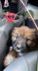 Mixed Puppies for sale in Long Beach, CA, USA. price: $500