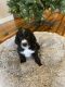 Mixed Puppies for sale in Skiatook, OK, USA. price: NA